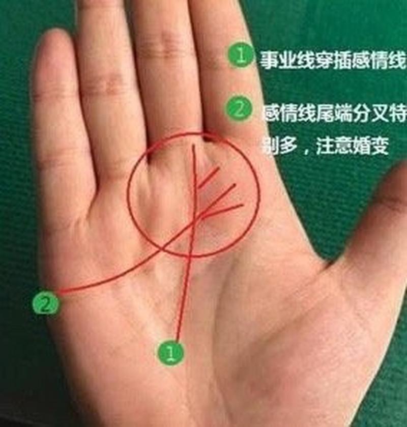 爱情线分叉会离婚吗_感情线分叉_分叉线是什么