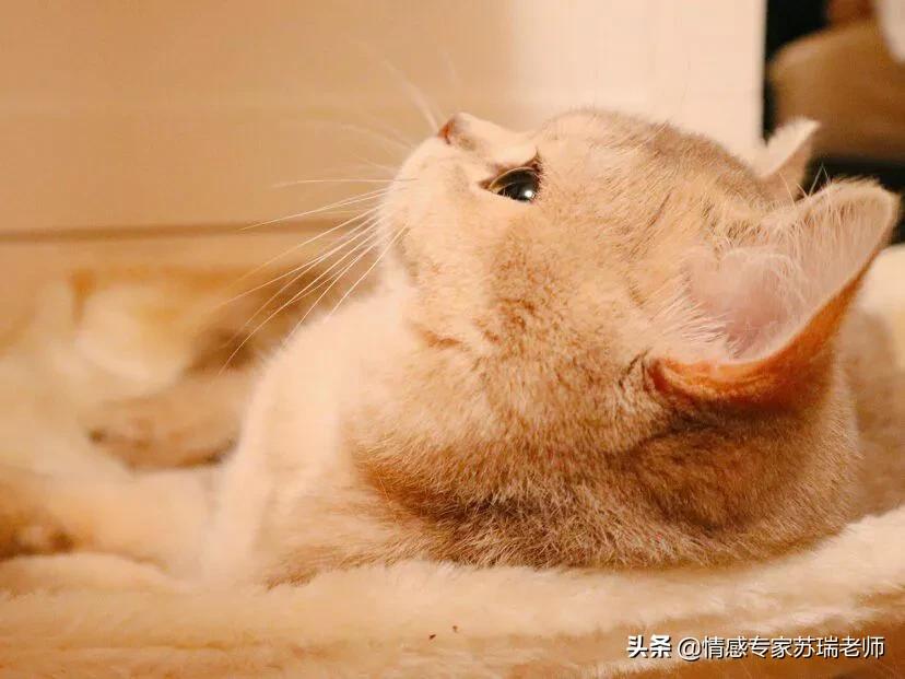 恋爱谈完整版_恋爱谈在线观看_怎样谈恋爱